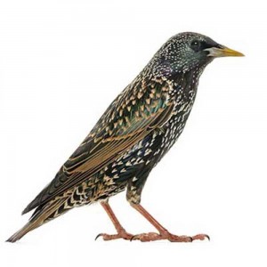 Starling-bird-removal-web-1000x1000