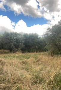 2 oliveti