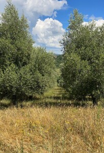 3 oliveti